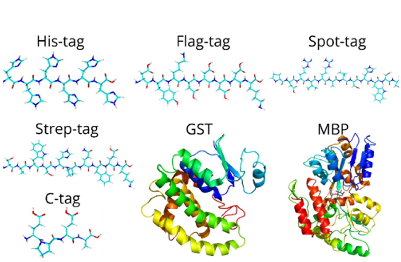 Protein tags Advantages and disadvantages Proteintech Group