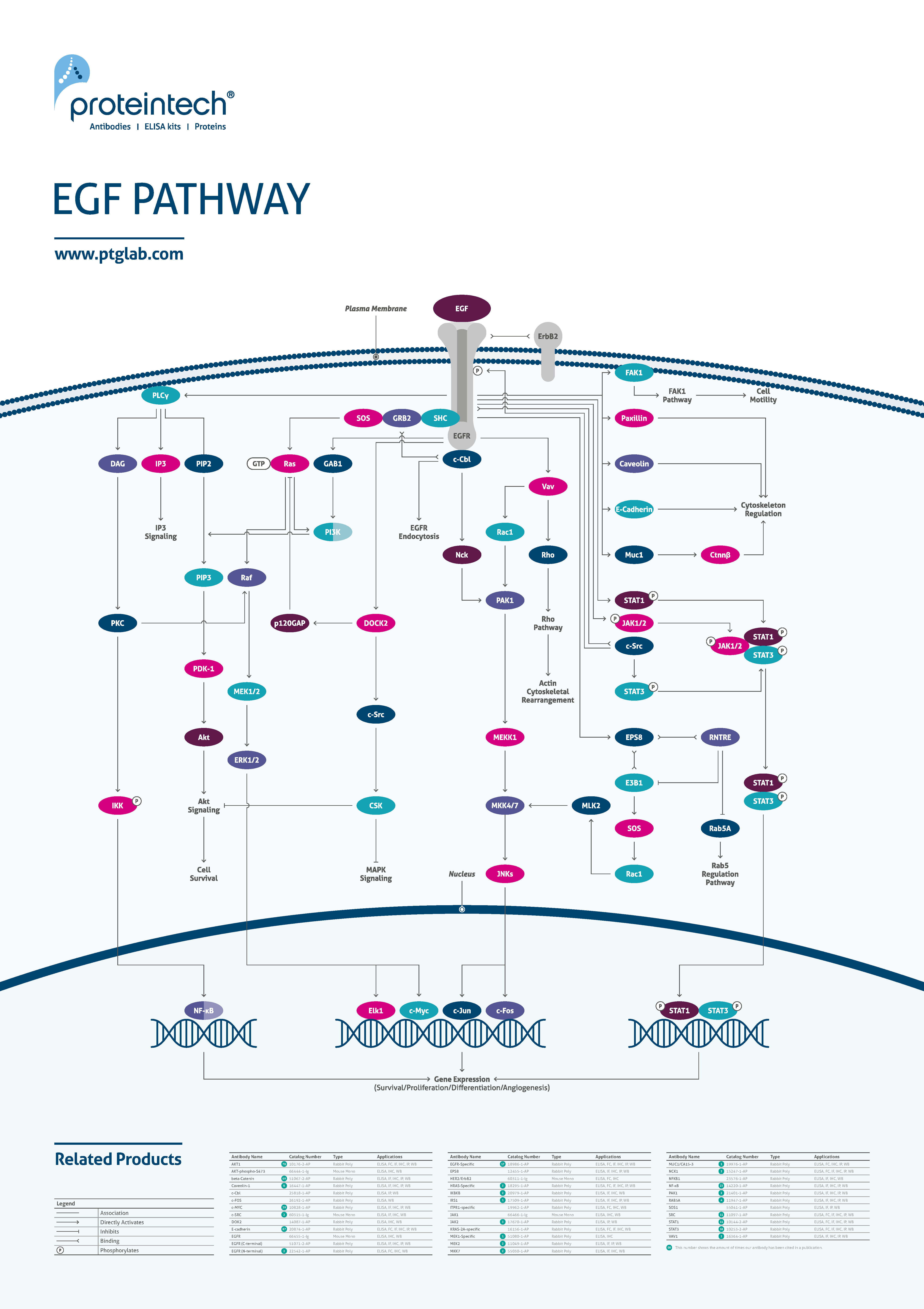 EGF pathway poster thumbnail