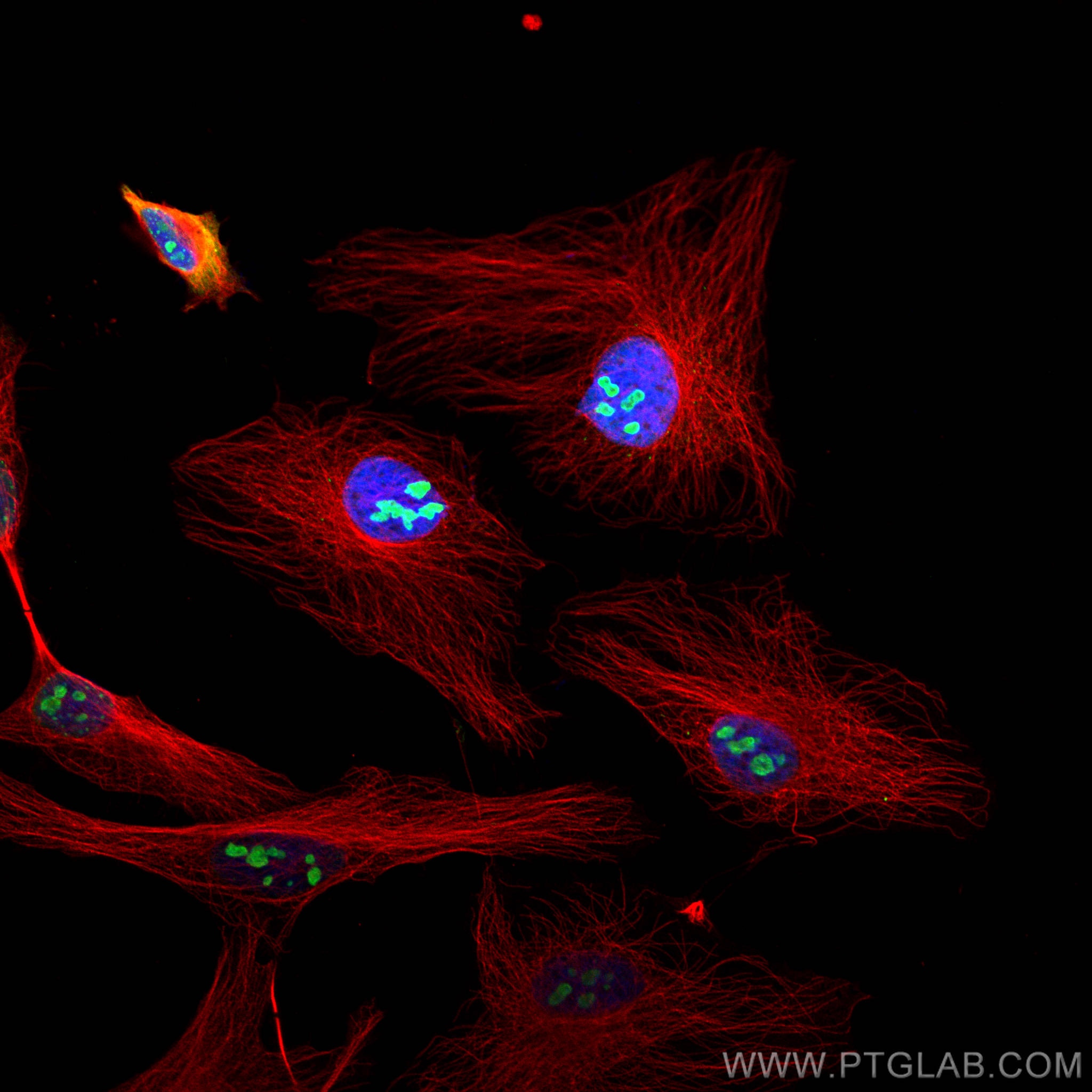 Immunofluorescence (IF) analysis of Hela cells stained with rabbit anti-Alpha Tubulin polyclonal antibody (11224-1-AP, red) and mouse anti-NPM1 monoclonal antibody (60096-1-Ig, green). Multi-rAb CoraLite® Plus 594-Goat Anti-Rabbit Recombinant Secondary Antibody (H+L) (RGAR004, 1:500) and Multi-rAb CoraLite® Plus 488-Goat Anti-Mouse Recombinant Secondary Antibody (H+L) (RGAM002, 1:500) were used for detection.  