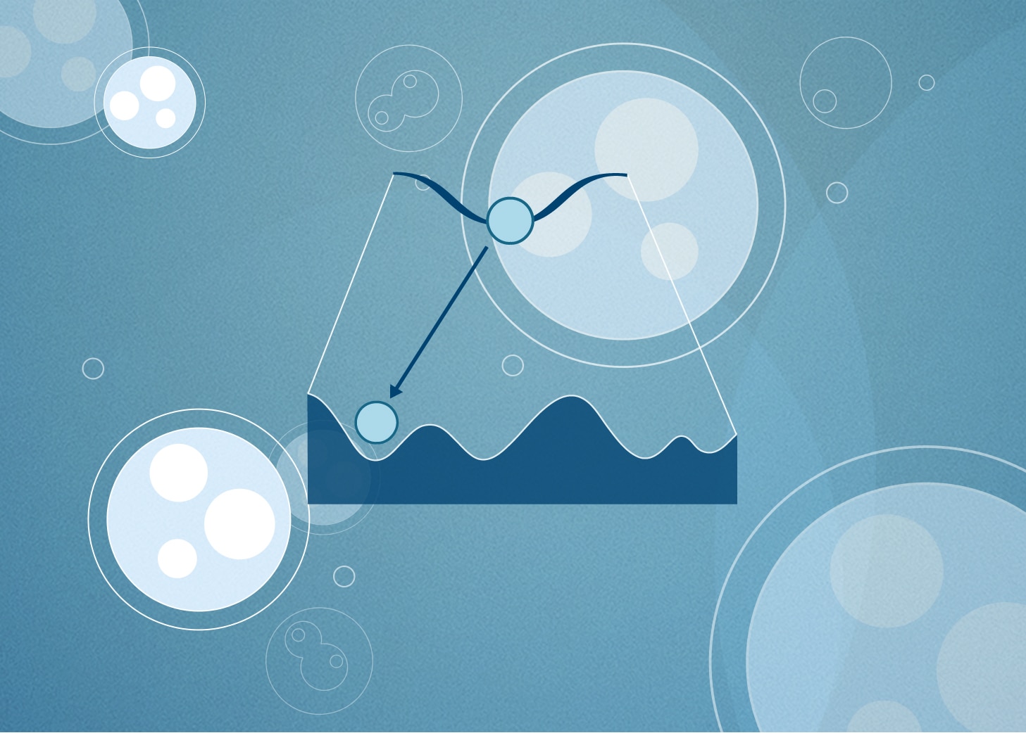 Cell fate commitment and the Waddington landscape model Proteintech Group
