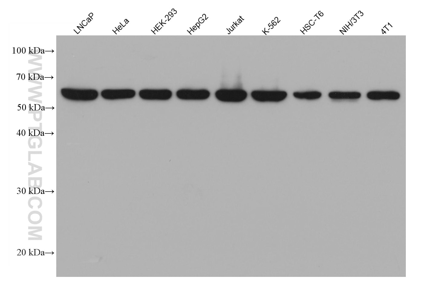 Various lysates were subjected to SDS-PAGE followed by western blot with U2AF2 mouse monoclonal antibody (68166-1-Ig) at a dilution of 1:20000.  Multi-rAb HRP-Goat Anti-Mouse Recombinant Secondary Antibody (H+L) (RGAM001) was used at a dilution of 1:20000 for detection.