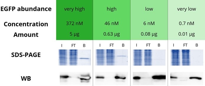 Immunoprecipitation of EGFP with GFP-Trap Agarose