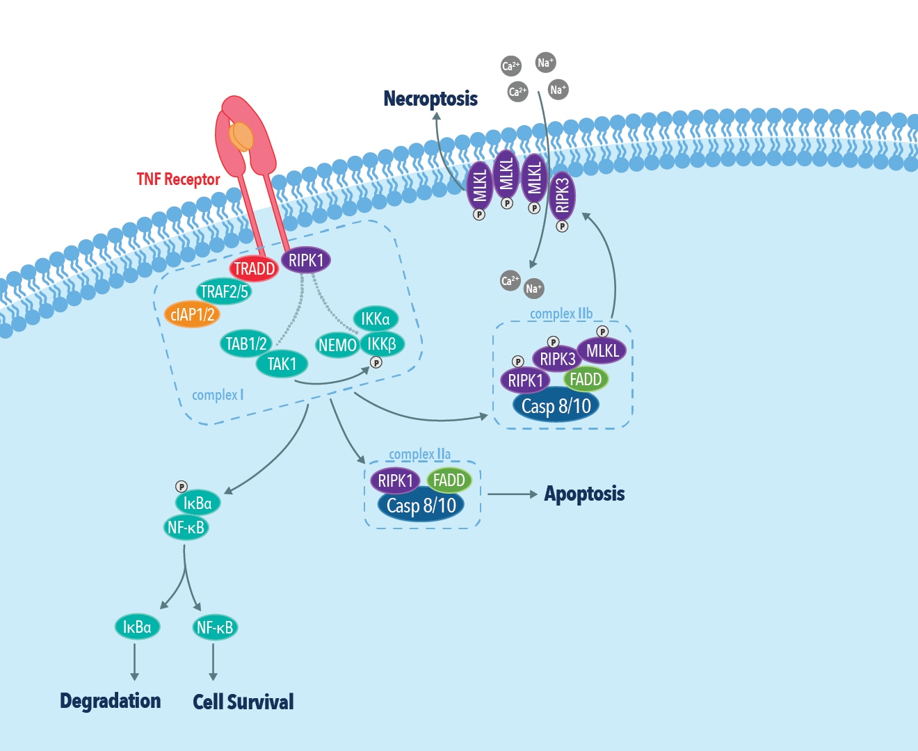 Necroptosis pathway