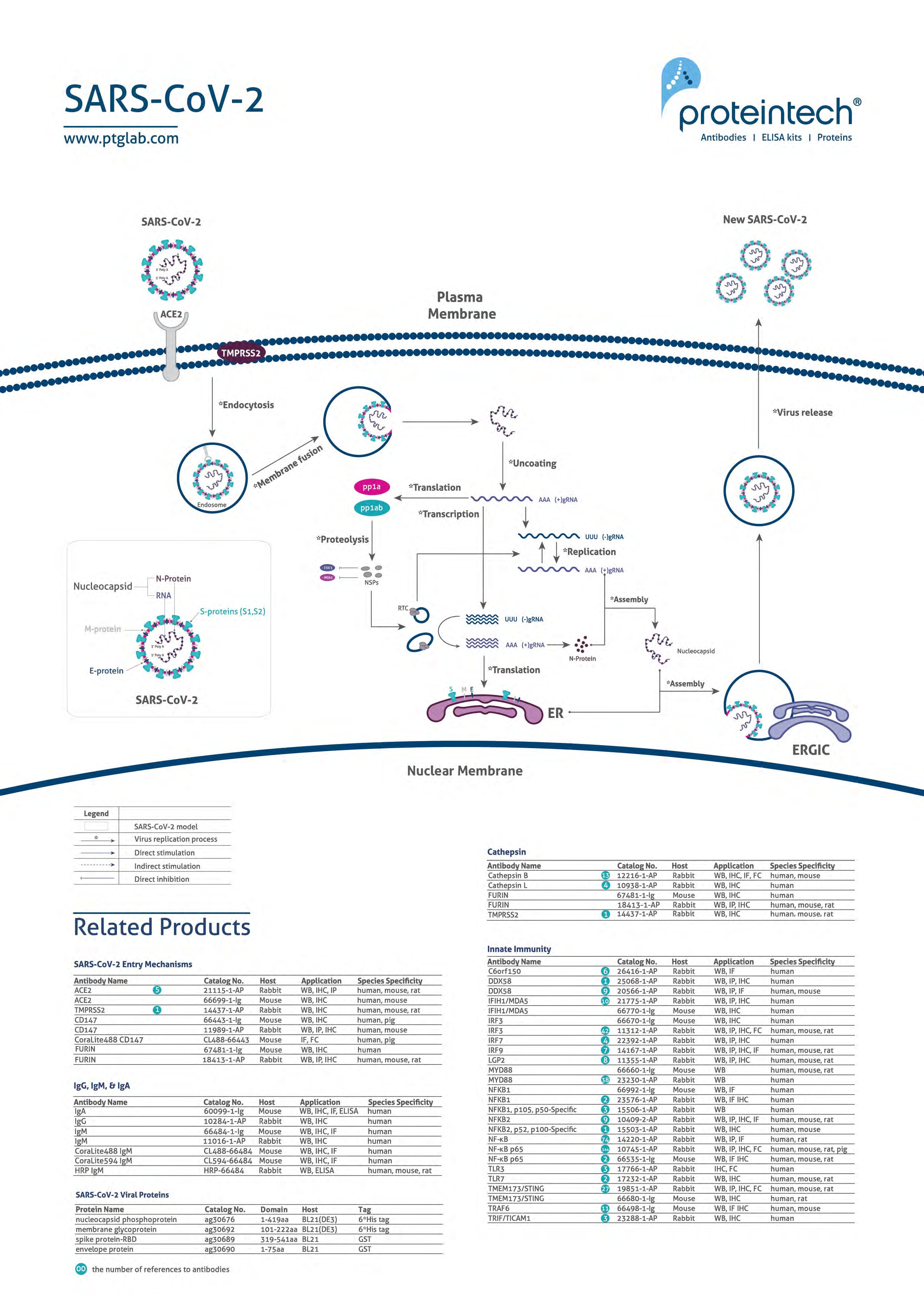 SARS-CoV-2 cellular entry poster thumbnail