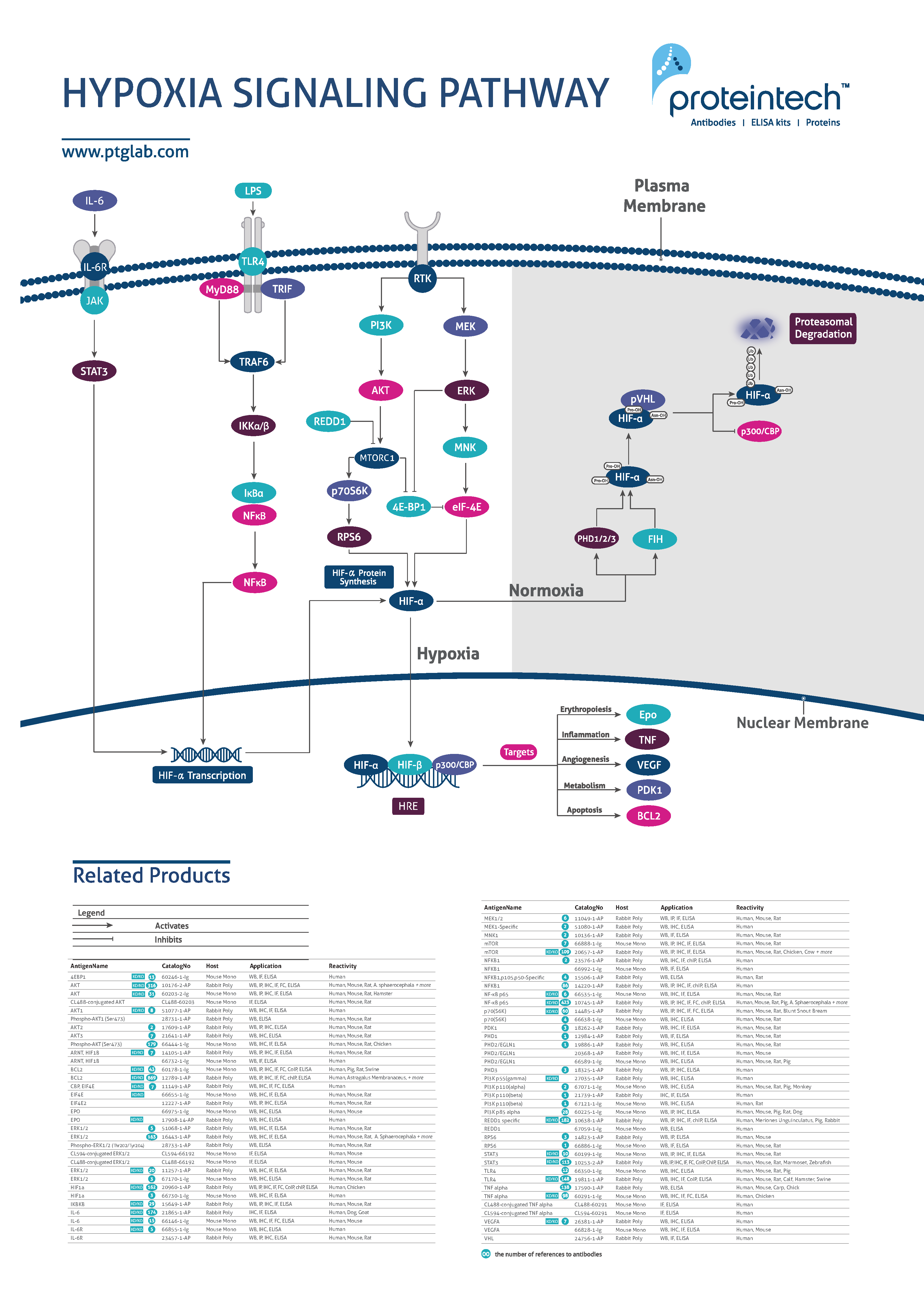 Hypoxia pathway poster thumbnail