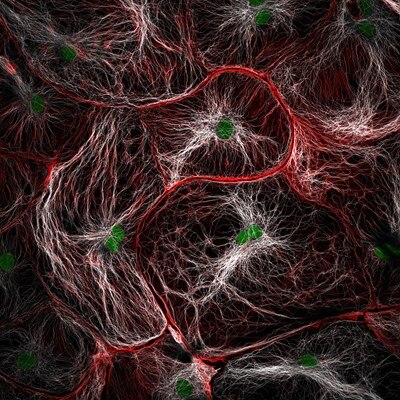 Microscopy image by Francisco Lázaro-Diéguez