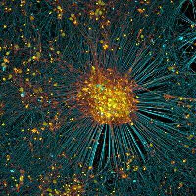 Microscopy image by Bruno Cisterna