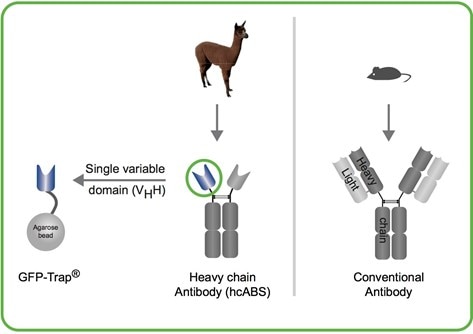 Crazy antibodies170906.jpg