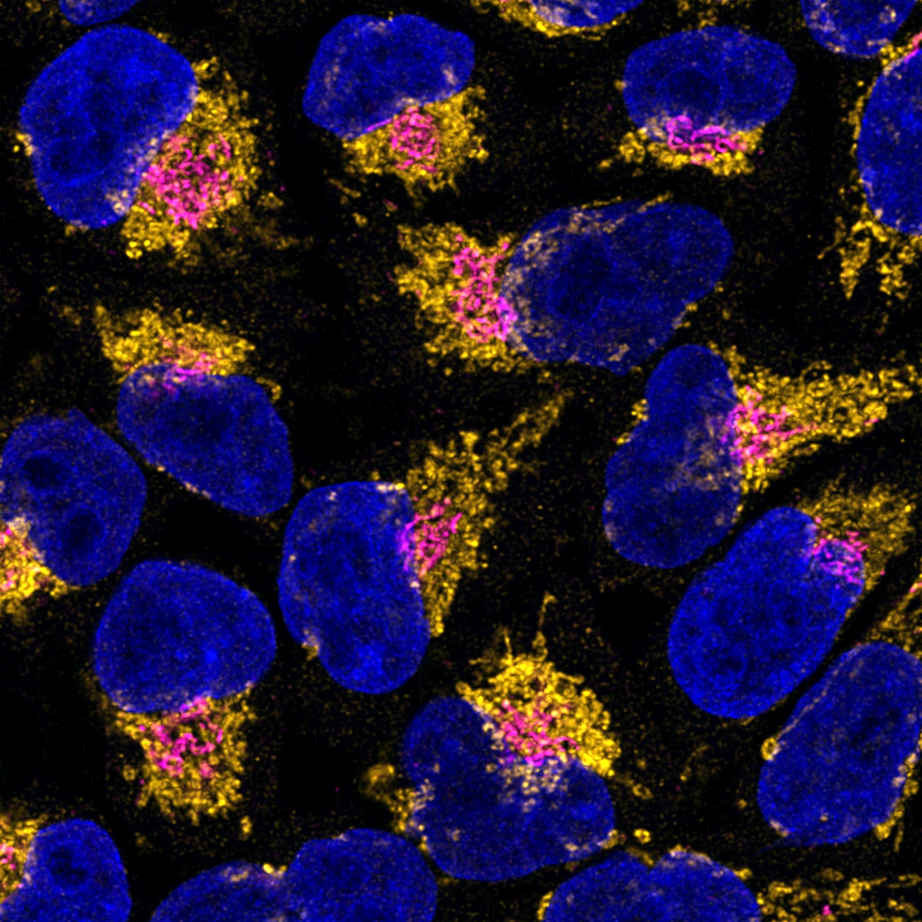 Immunofluorescence of HeLa: PFA-fixed HeLa cells were stained with anti-COXIV antibody (11242-1-AP) labeled with FlexAble CoraLite® Plus 555 Kit (KFA002, yellow), anti-GM130 antibody (11308-1-AP) labeled with FlexAble CoraLite® Plus 647 Kit (KFA003, magenta) and DAPI (blue). Confocal images were acquired with a 100x oil objective and post-processed. Images were recorded at the Core Facility Bioimaging at the Biomedical Center, LMU Munich.