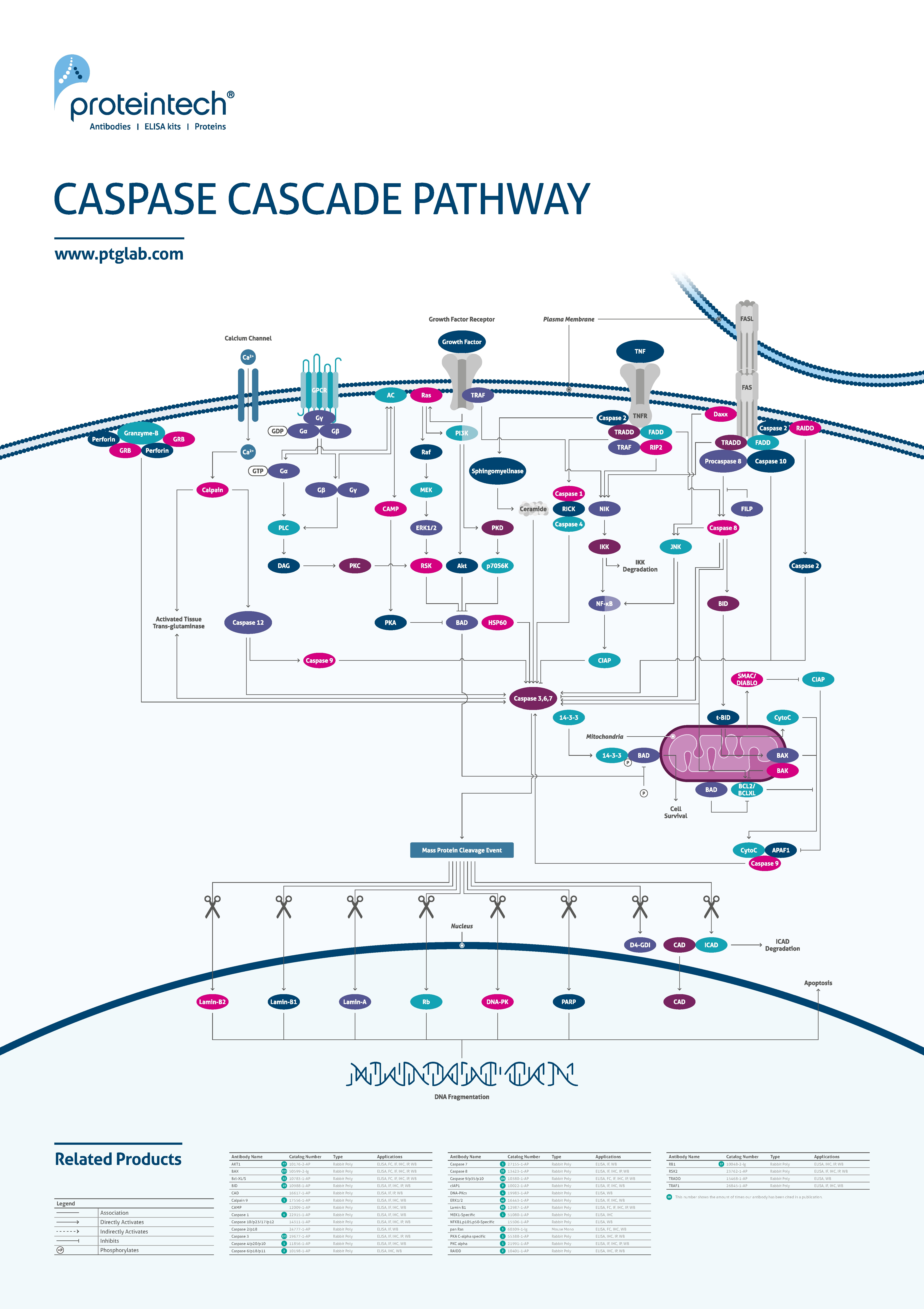 snippet of caspase cascade pathway poster
