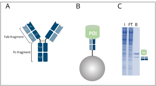 Advantages of Fab-Trap in immunoprecipitation compared to conventional IgGs bound to beads