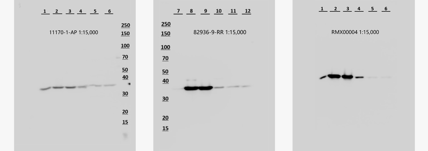 3 western blot results side-by-side comparison