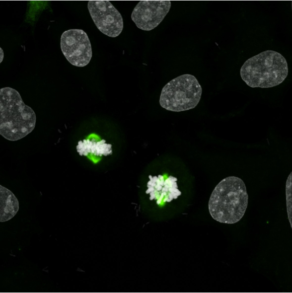 Detection of AURKA recombinant antibody (82906-1-RR) in HeLa Cells using Proteintech's Multi-rAb polymer HRP-secondary and CoraLite Plus 488 Tyramide reagent