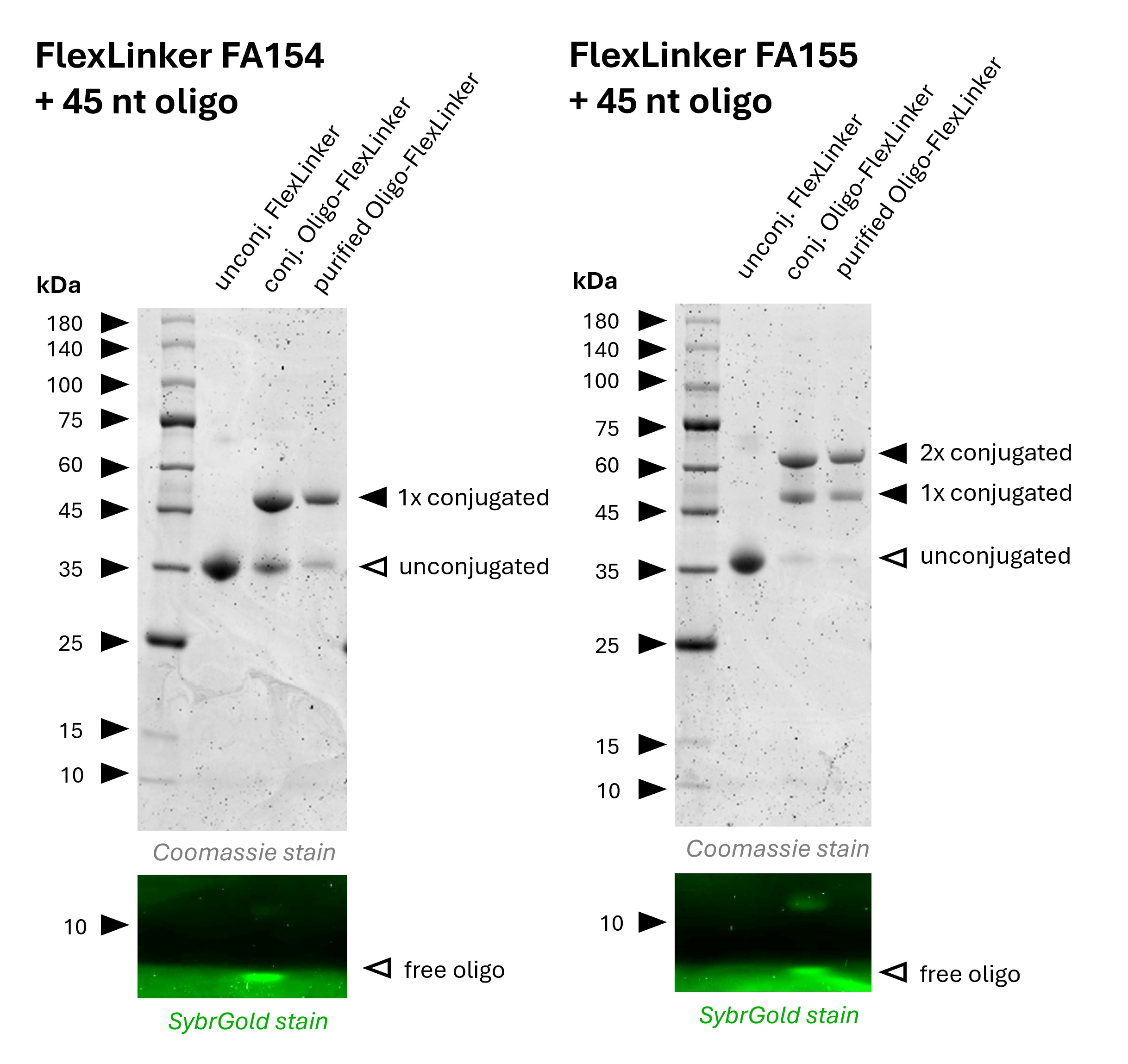 Gel electrophoresis results for mouse IgG2a Oligo-FlexLinker showing linker conjugation and purification