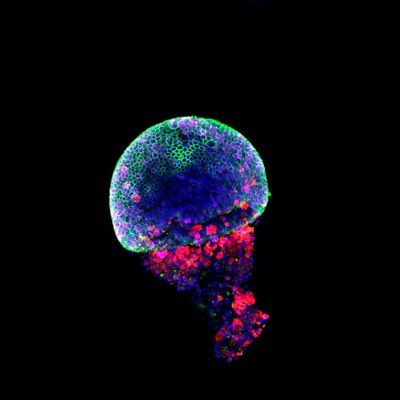 Microscopy image by Luisa Barleben