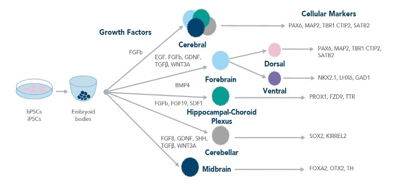 Graphic highlighting the different growth factors required for brain organoid differentiation.