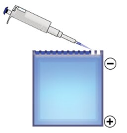 western blot sds-page comb wells electrophoresis