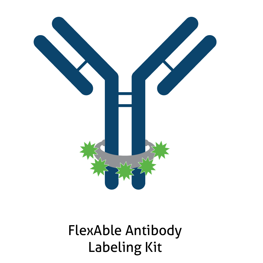 Illustration of an IgG antibody labeled around the Fc region, representing FlexAble antibody labeling