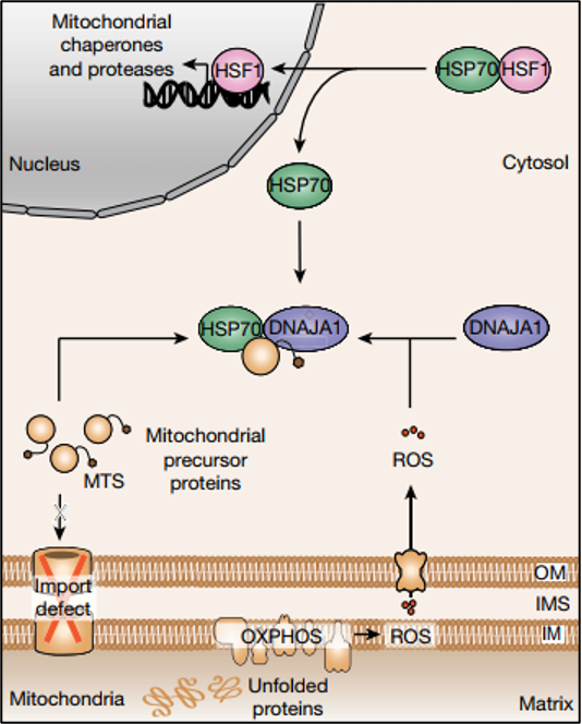 Graphic of a the nucleus and mitochondrial membrane detailing the mitochondrial unfolded membrane response.