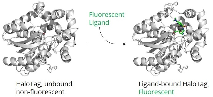 Halo-tag structure