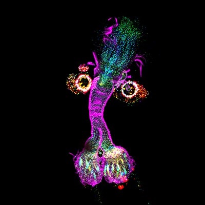 Microscopy image by Wen Lu
