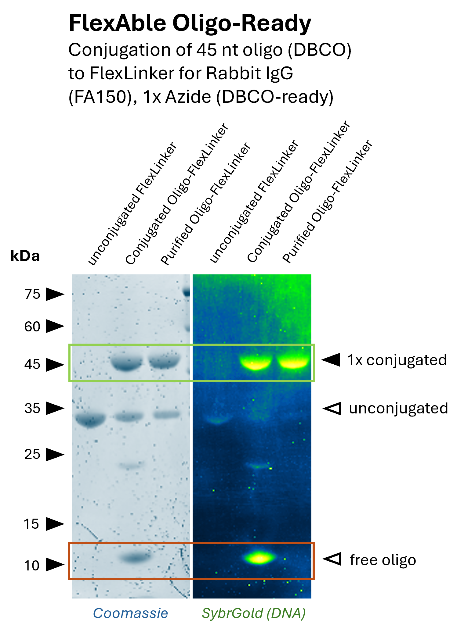 SDS-PAGE gel showing conjugation of a 45 nt DBCO-modified oligo to FlexAble Oligo-Ready FlexLinker for rabbit IgG (FA150), with Coomassie and SybrGold staining highlighting conjugated linker, unconjugated linker, and free oligo bands.