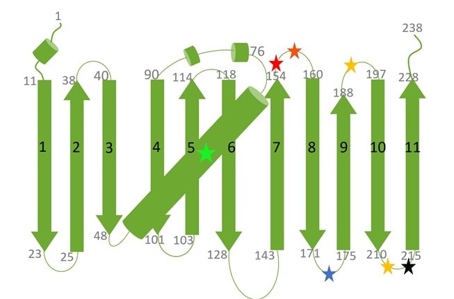 A diagram of the secondary structure topology of GFP and its variants