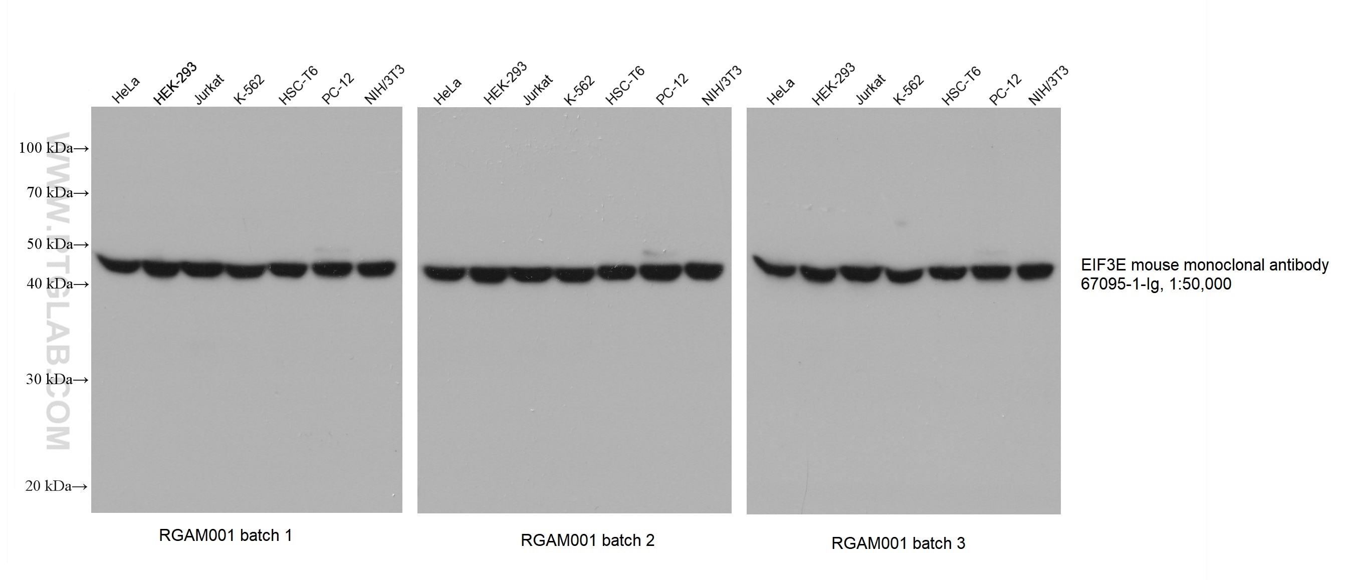Various lysates were subjected to SDS-PAGE followed by western blot with EIF3E mouse monoclonal antibody (67095-1-Ig) at a dilution of 1:50000. Three separate batches of Multi-rAb HRP-Goat Anti-Mouse Recombinant Secondary Antibody (H+L) (RGAM001) were used at a dilution of 1:20000 for detection. 	 