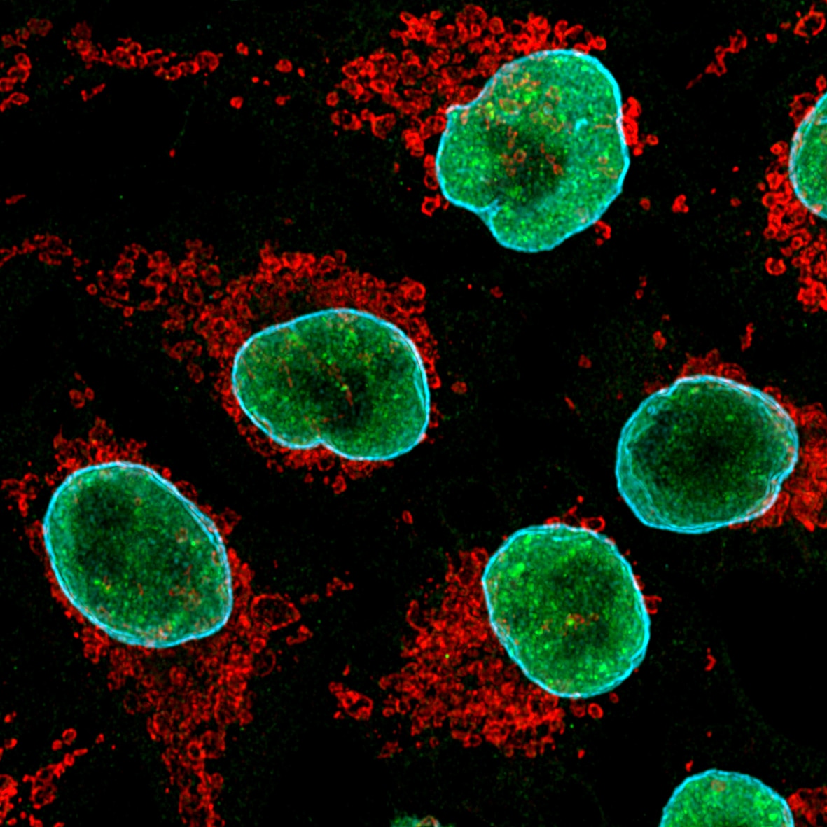 Immunofluorescence of HeLa: PFA-fixed HeLa cells were stained with anti-TDP43 antibody (11802-1-AP) labeled with FlexAble CoraLite Plus 550 Kit (KFA002, red) and
                                                                             anti-Lamin B1 antibody (12987-1-AP) labeled with FlexAble CoraLite Plus 650 Kit (KFA003, cyan). Confocal images were acquired with a 100x oil objective and post-processed. Images were recorded at the Core Facility Bioimaging at the Biomedical Center, LMU Munich.
                                                                             