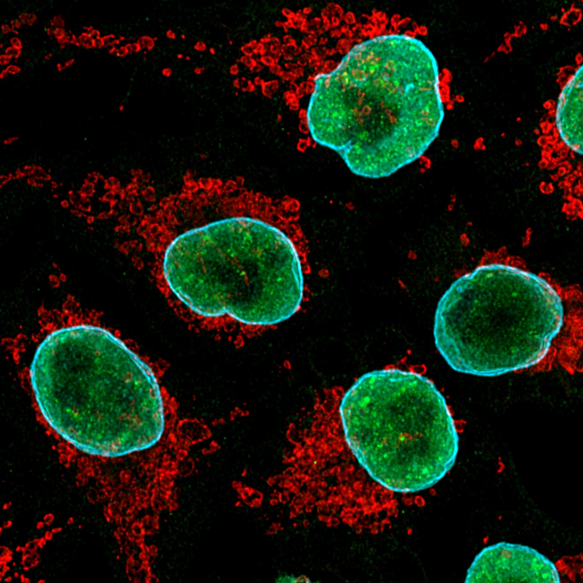 Immunofluorescence of HeLa: PFA-fixed HeLa cells were stained with anti-TDP43 antibody (11802-1-AP) labeled with FlexAble CoraLite® Plus 555 Kit (KFA002, red) and
                                                                                         anti-Lamin B1 antibody (12987-1-AP) labeled with FlexAble CoraLite® Plus 647 Kit (KFA003, cyan). Confocal images were acquired with a 100x oil objective and post-processed. Images were recorded at the Core Facility Bioimaging at the Biomedical Center, LMU Munich.
                                                                                         