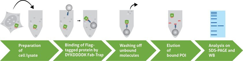 IP of Flag®-tagged proteins from a cellular extract