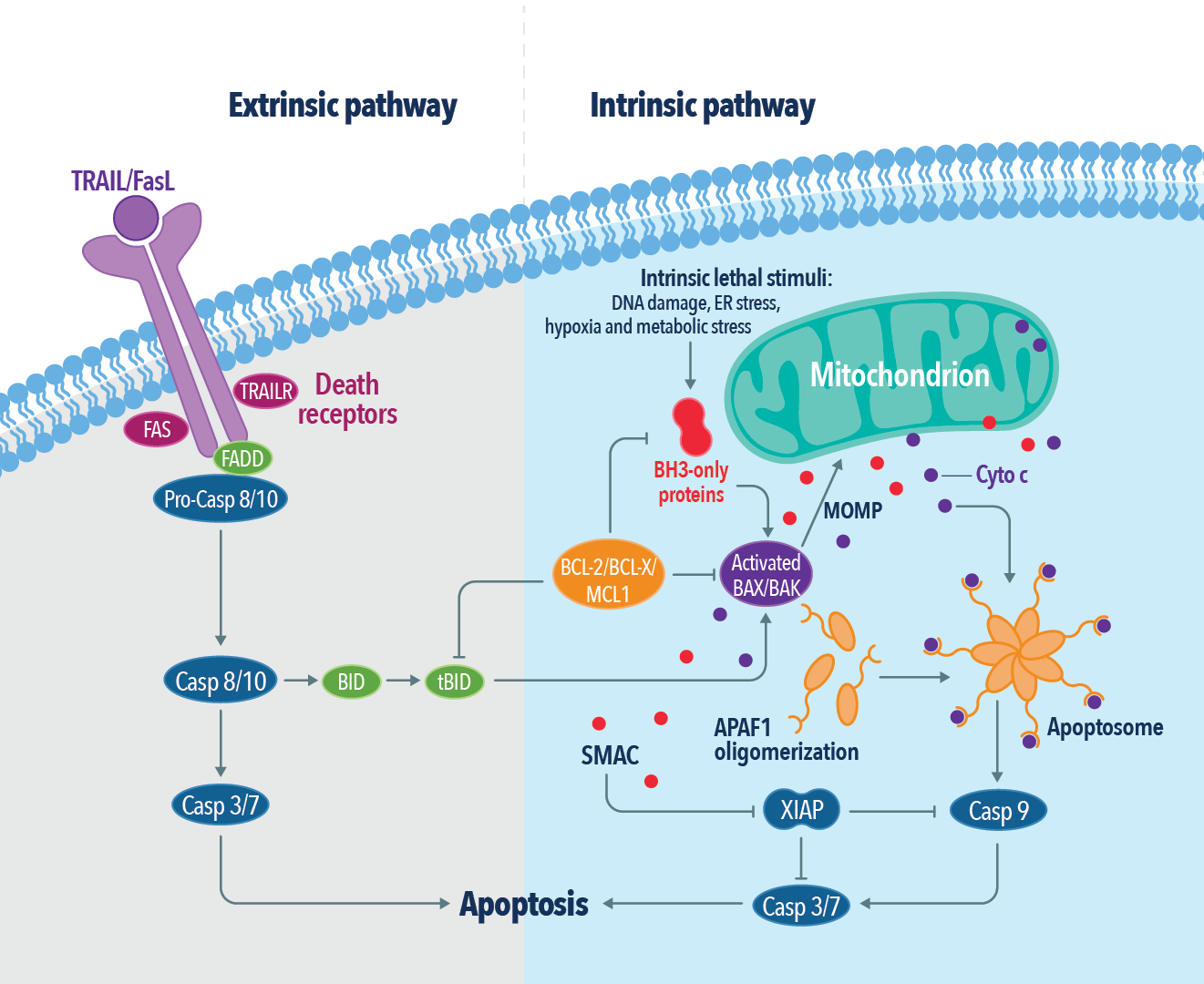 The extrinsic and intrinsic apoptotic pathways