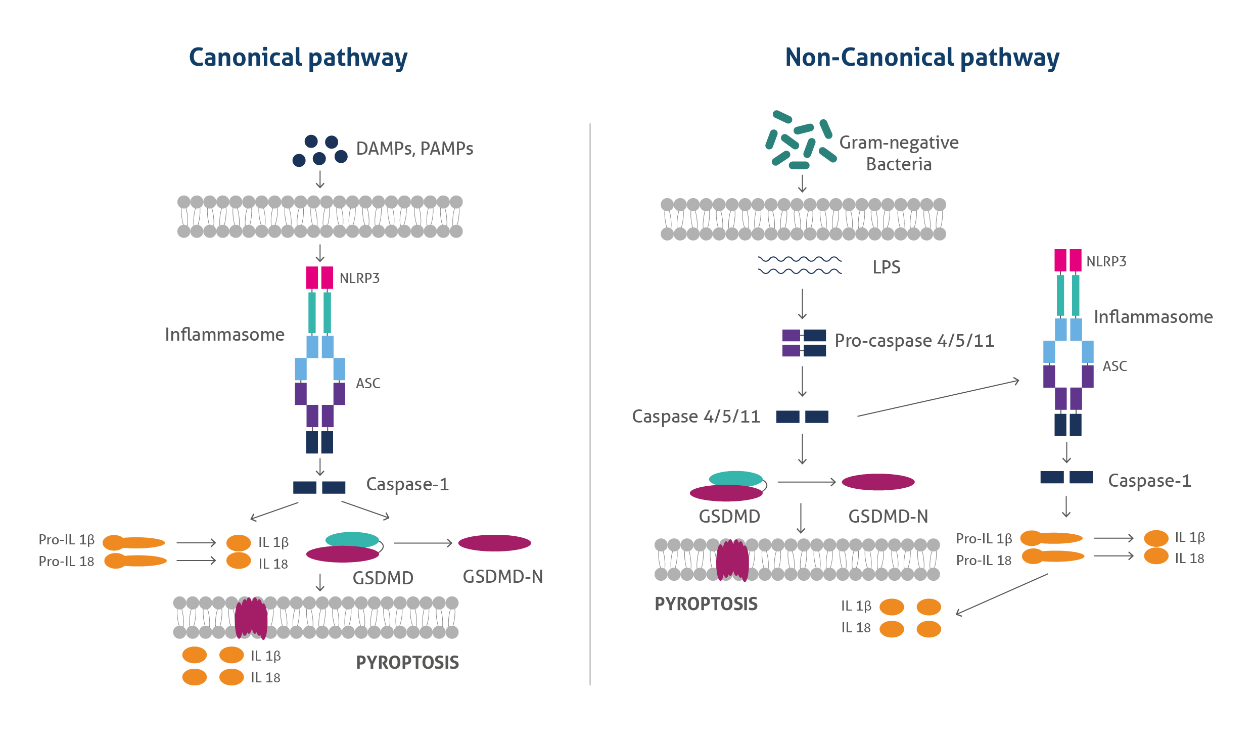 pyroptosis pathway