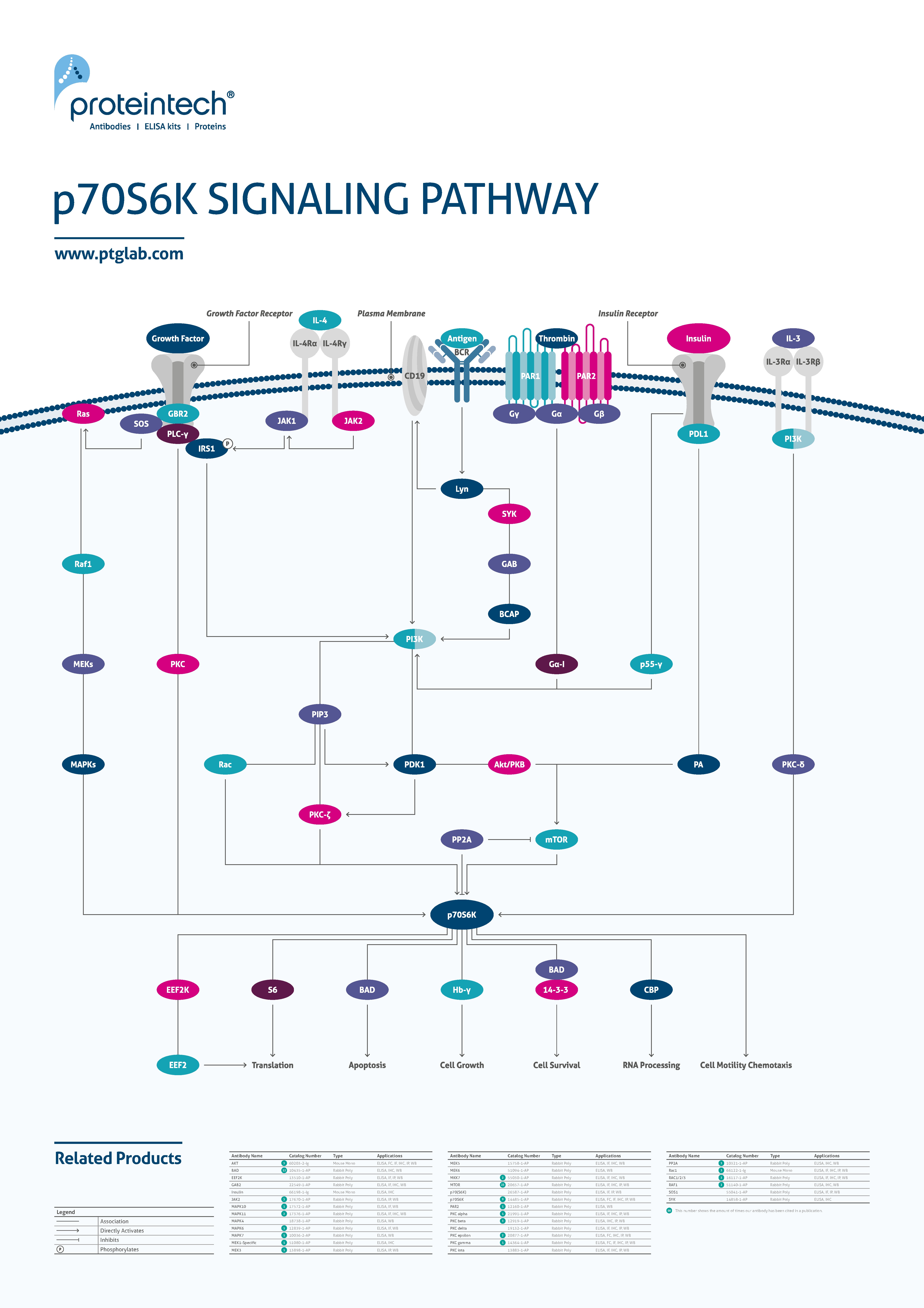 p70S6K signaling poster thumbnail