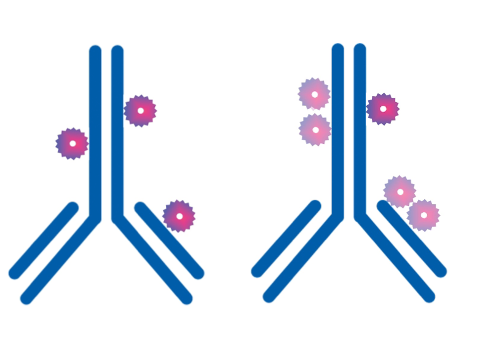 Conventional antibody dye Conjugation