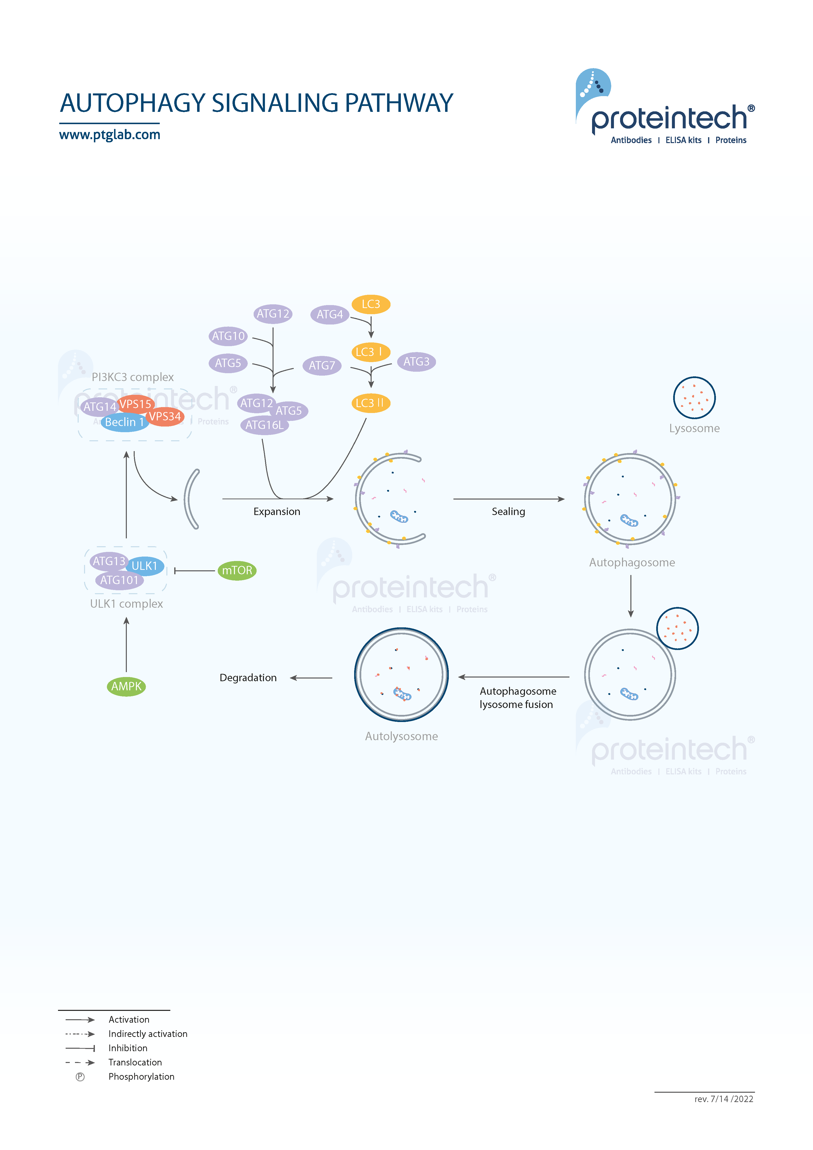 snippet of autophagy signaling pathway poster