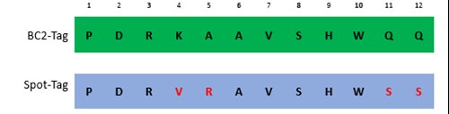 BC2-Tag - Spot-Tag 1801.png