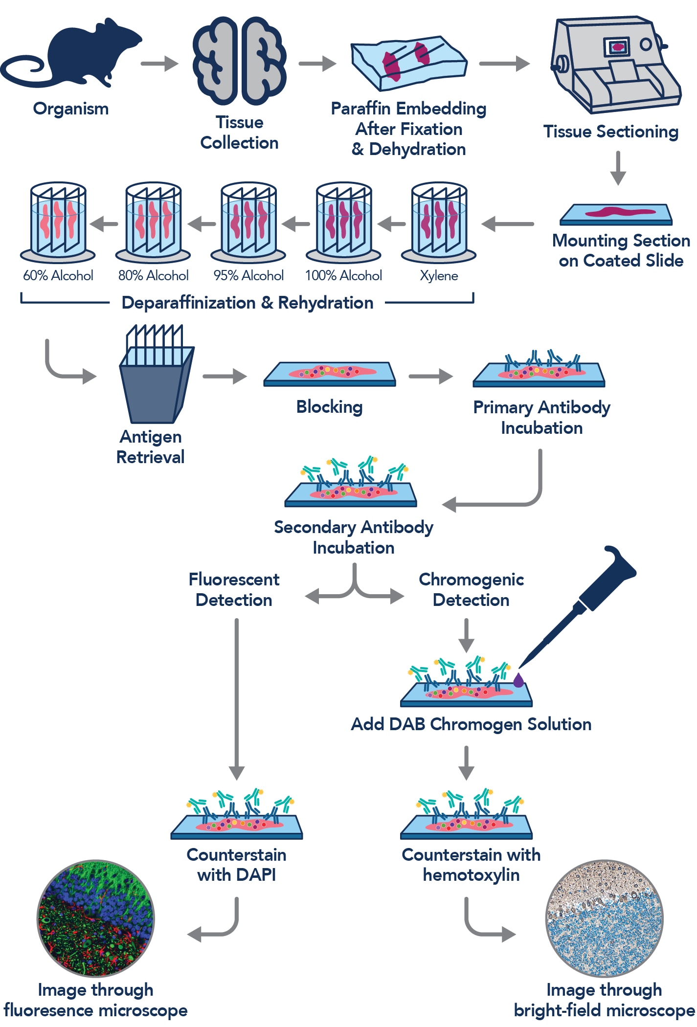 Overview of the main steps of IHC using a chromogenic labeled secondary antibody on paraffin-embedded tissue slides.