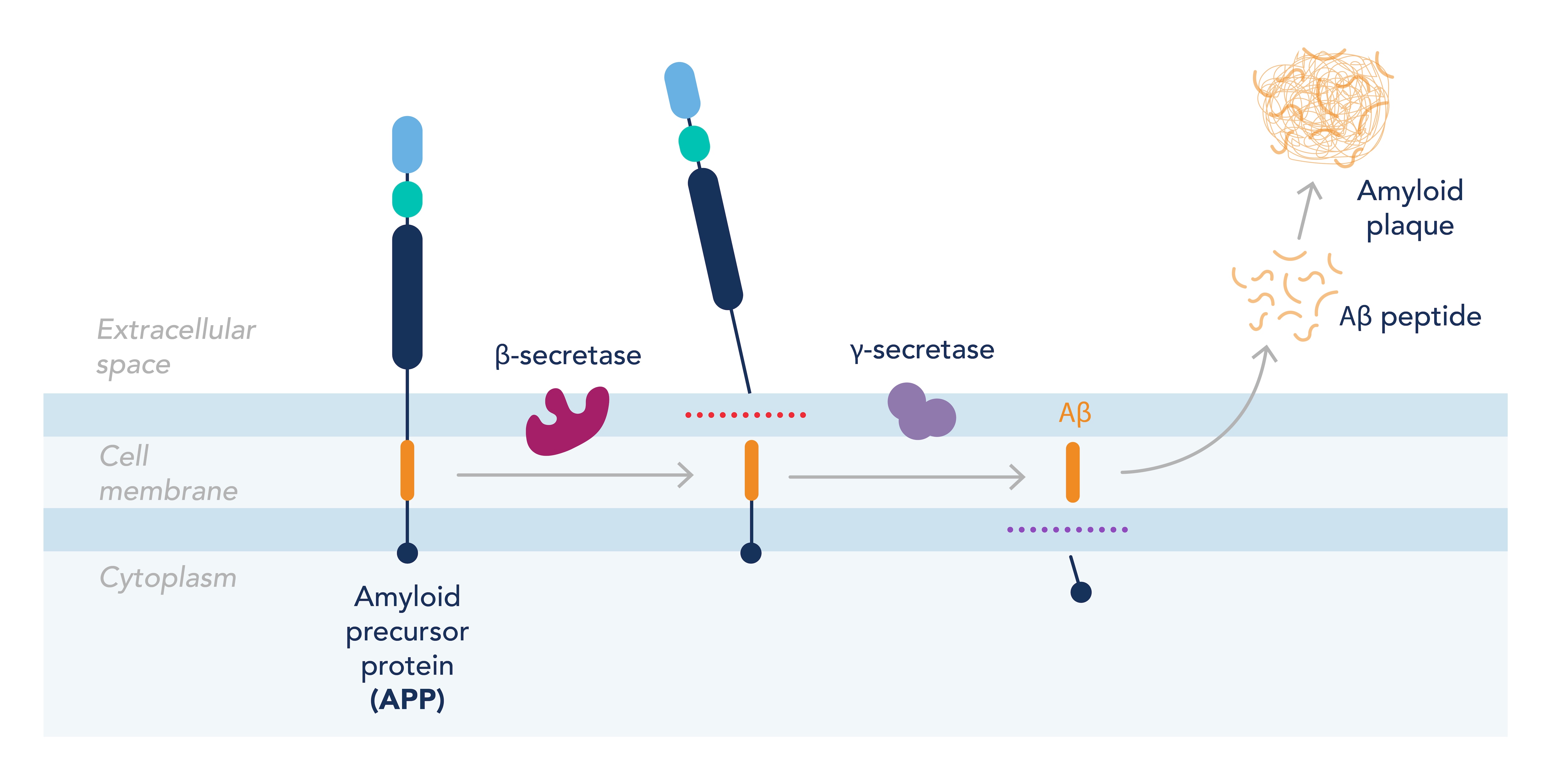 Diagram detailing how APP leads to amyloid plaque formation in Alzheimer’s disease.