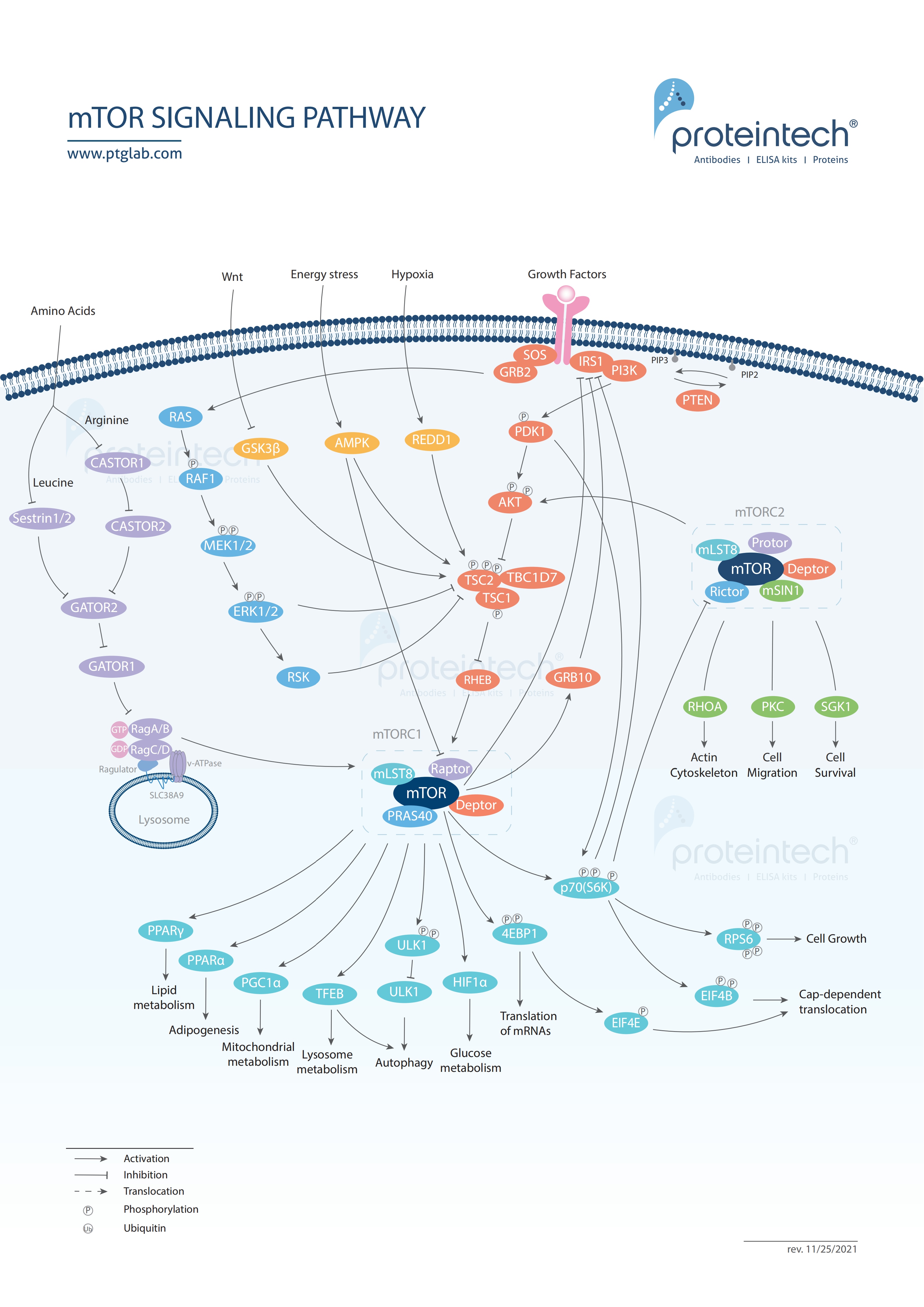 mTOR signaling poster thumbnail