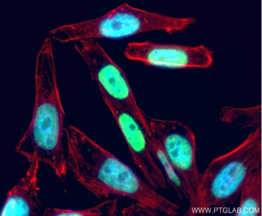 organelle markers nucleus marker