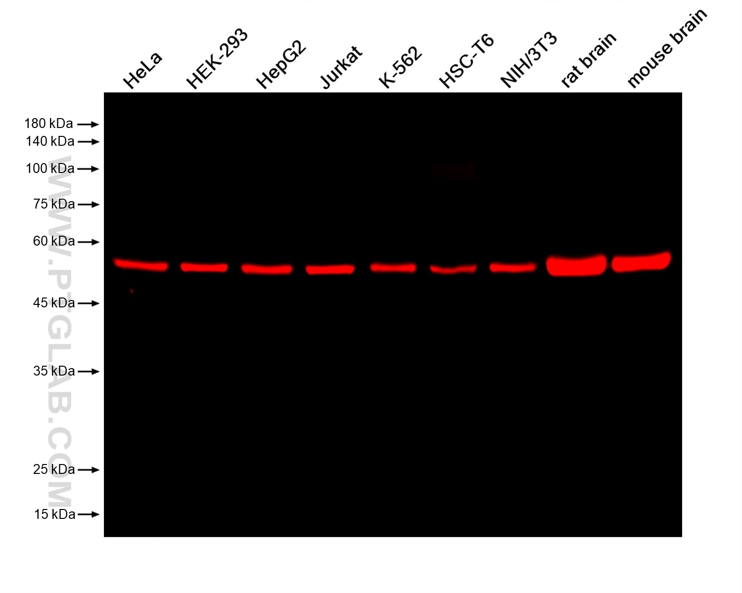 Various lysates were subjected to SDS-PAGE followed by western blot with anti-EIF3E mouse monoclonal antibody (67095-1-Ig, isotype IgG1) at a dilution of 1:50000. Multi-rAb CoraLite® Plus 750-Goat Anti-Mouse Recombinant Secondary Antibody (H+L) (RGAM006) was used at a dilution of 1:10000 for detection.