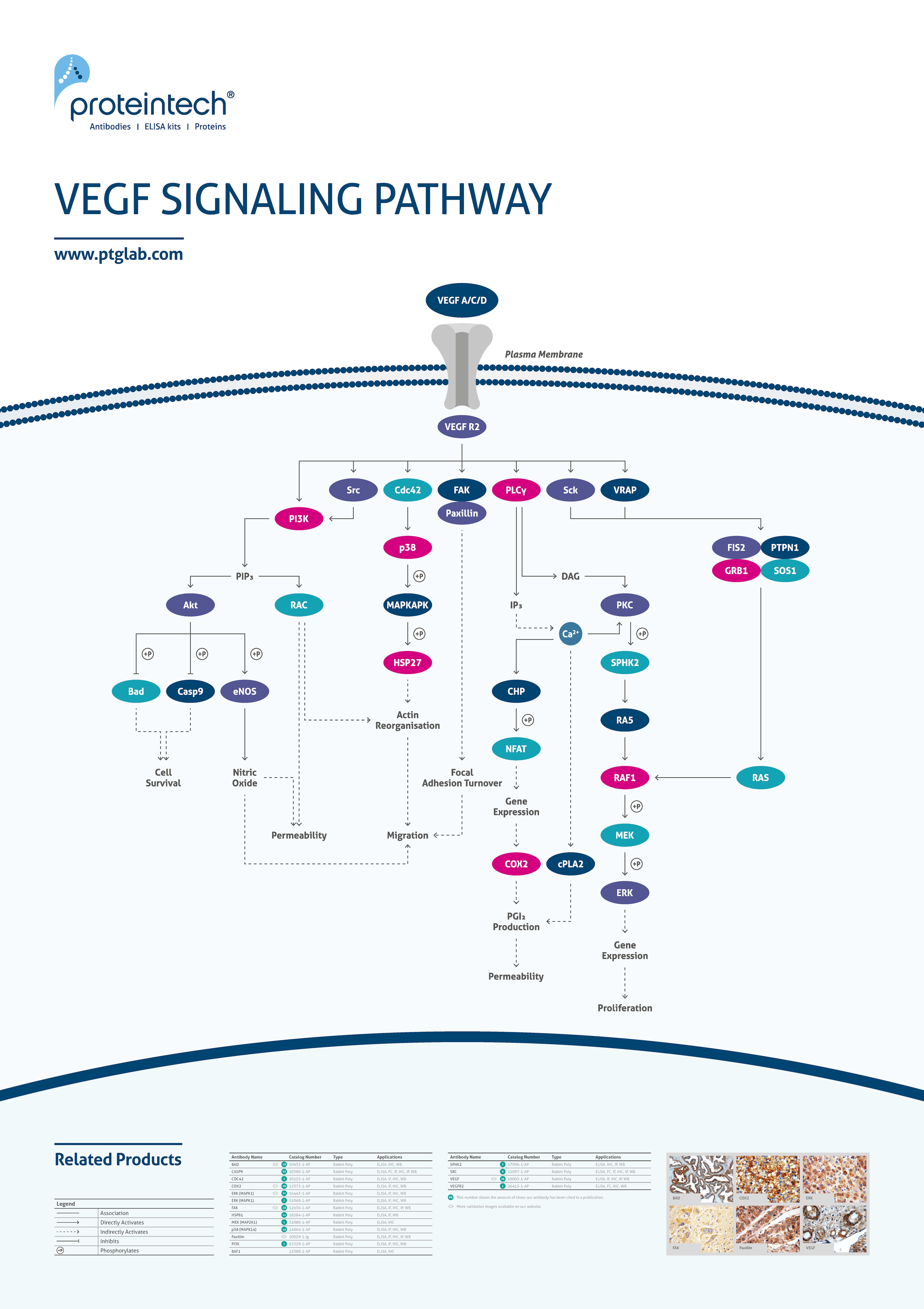 VEGF signaling poster thumbnail