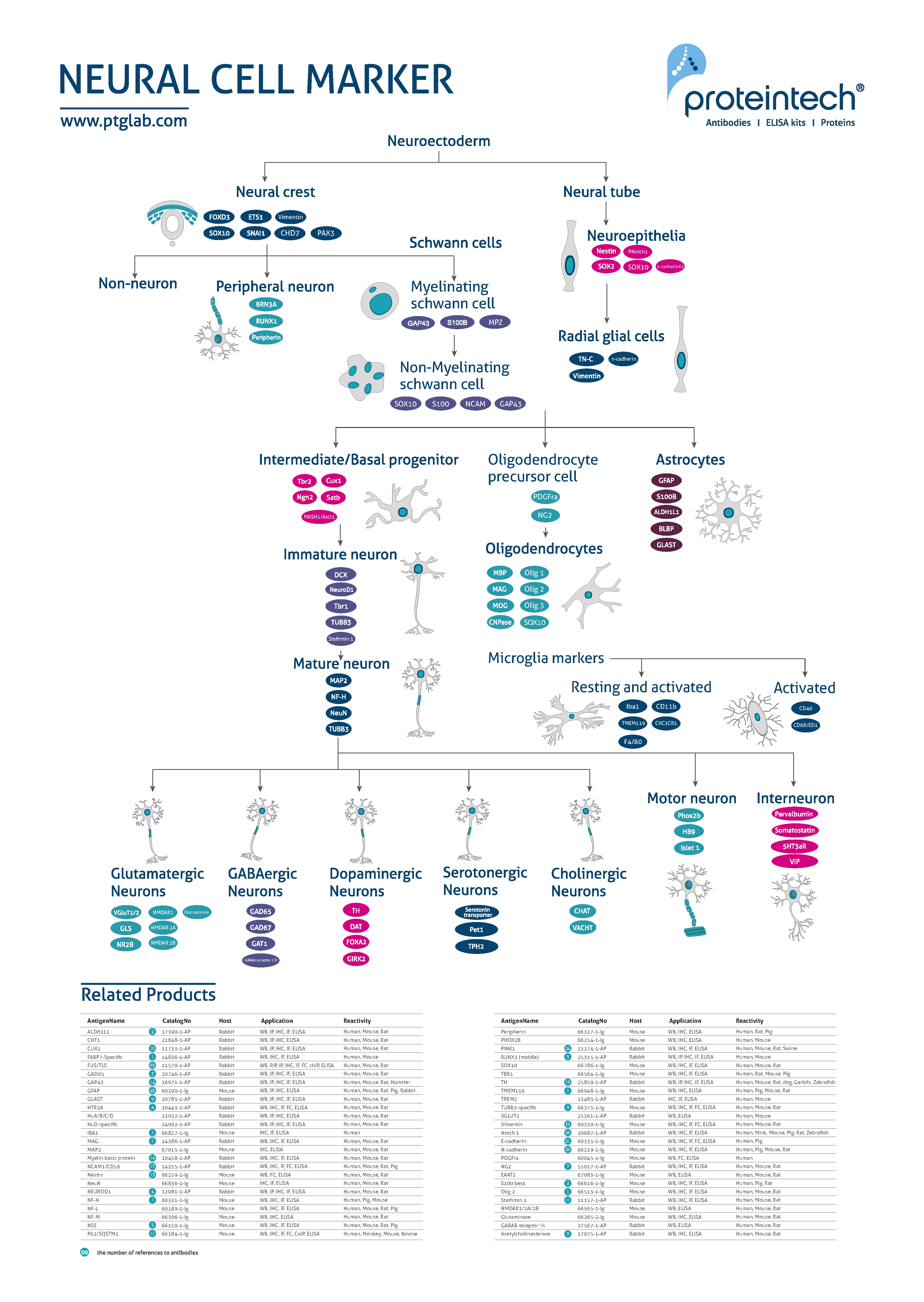 Neural cell markers poster thumbnail