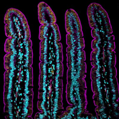 Microscopy image by Rachel Stubler