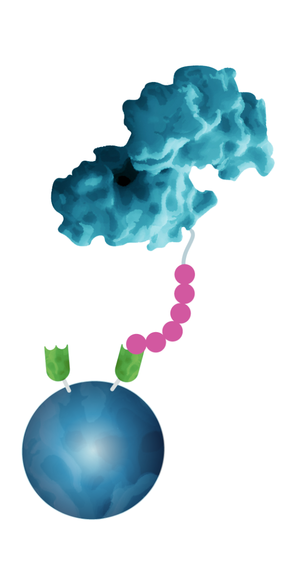 Illustration of Protein A/G beads binding to an IgG antibody for immunoprecipitation