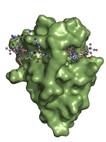 Spot Capture and Detection Peptide Tag and Nanobody | Proteintech Group Spot Capture and Detection Peptide Tag and Nanobody | Proteintech Group