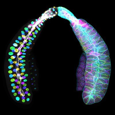 Microscopy image by Wen Lu