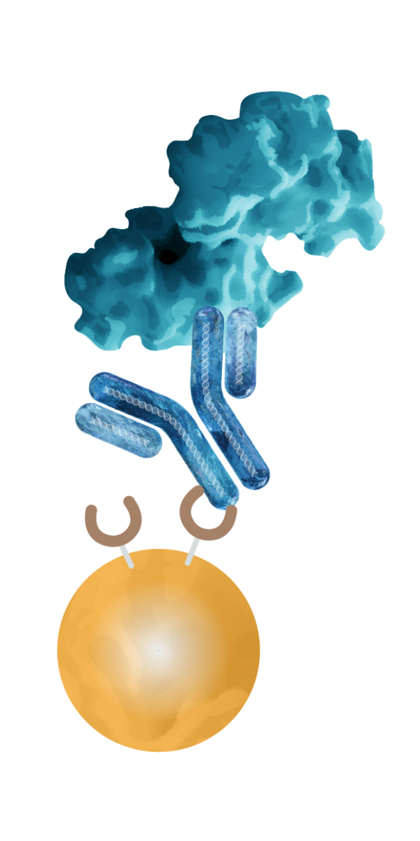 Illustration of Protein A/G beads binding to an IgG antibody for immunoprecipitation
