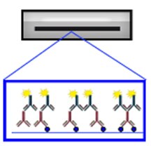 western blot, protocol, workflow, membrane, TBS-T, buffer